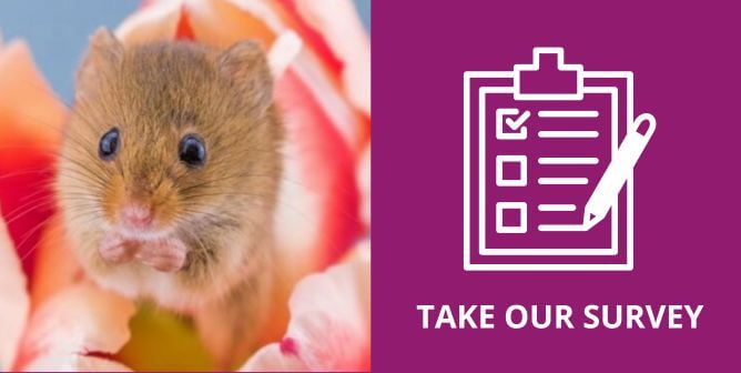 Hamster on flower next to text reading take our survey