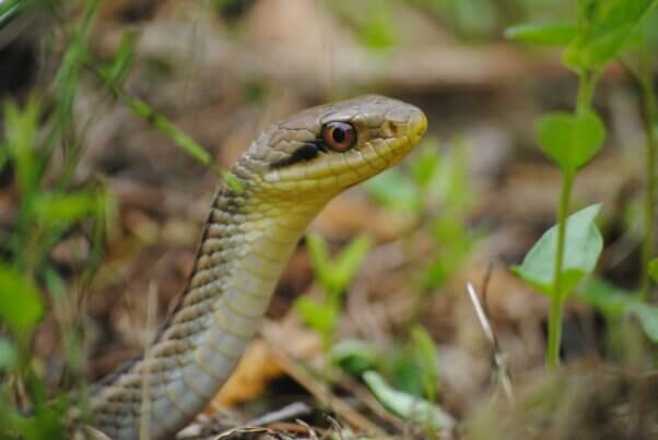 A snake peering through the grass