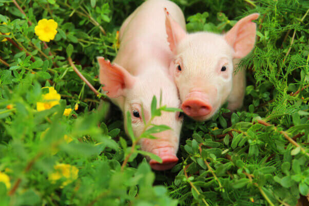 two young pigs standing in flowers and plants