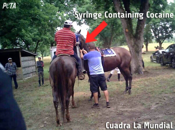 PETA underground racing investigation