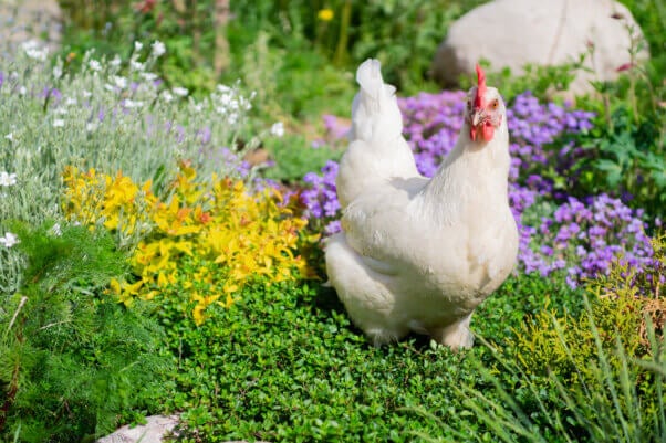 White chicken in a field of flowers