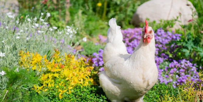 White chicken in a field of flowers