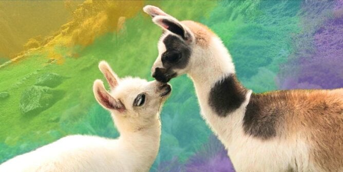 Two alpacas