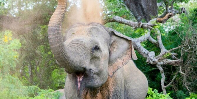 An Asian elephant taking a dust bath in Sri Lanka Yala national park