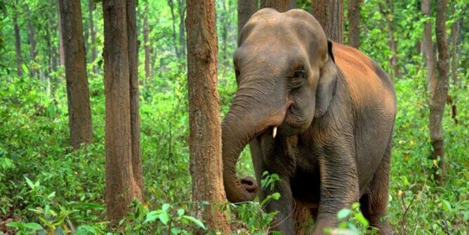 An Asian elephant