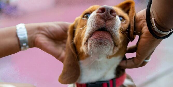 A beagle being pet