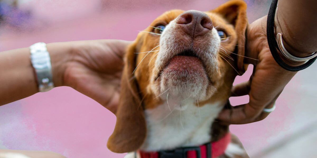 A beagle being pet