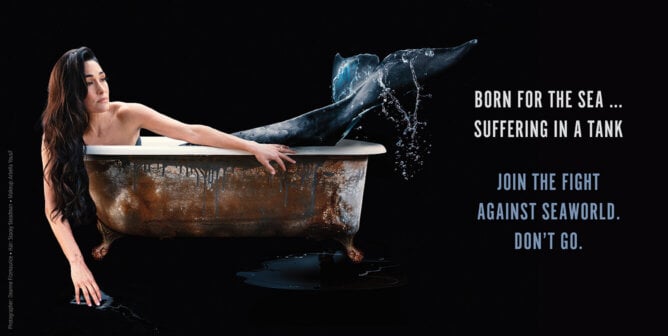 Born for the sea, suffering in a tank. Join the fight against SeaWorld. Don't Go