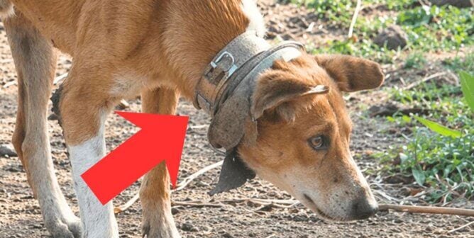Brown dog with a broken kettle around his neck