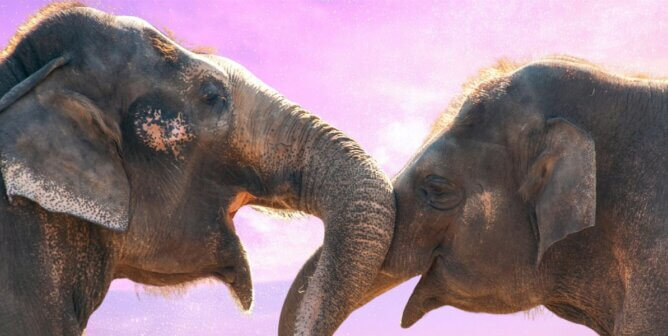 Two elephants