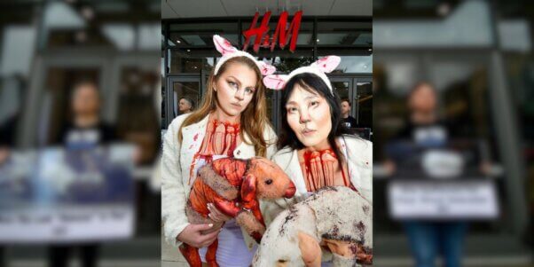 Two 'bloody' sheep