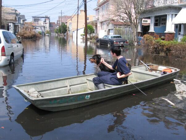 Dog rescued during Hurricane Katrina
