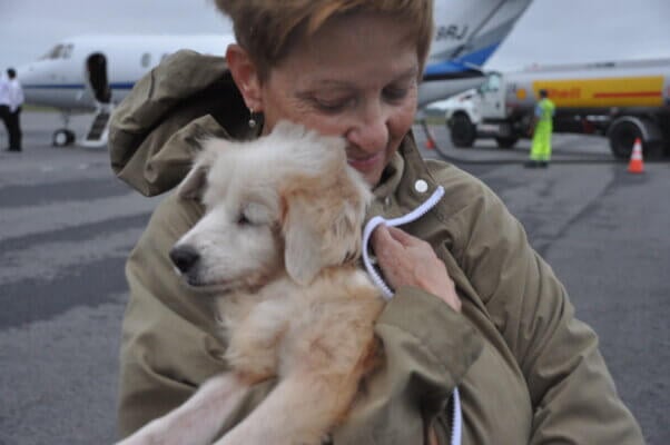 Dog displaced by Hurricane Maria flown to Norfolk from Puerto Rico
