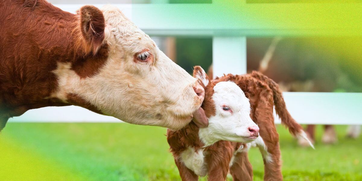 A mother cow gently kissing her newborn calf