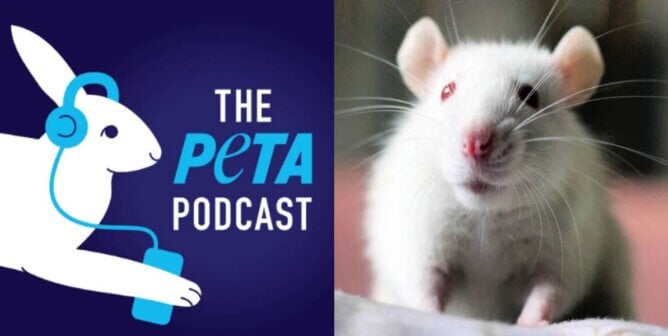 PETA Podcast