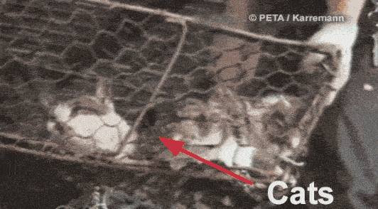 cats in cages being thrown onto the ground