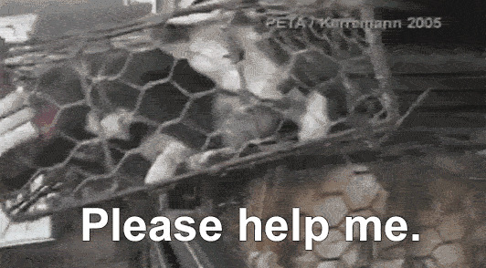 dogs stacked in cramped metal cages