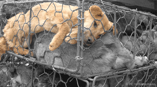dogs in cramped metal cage