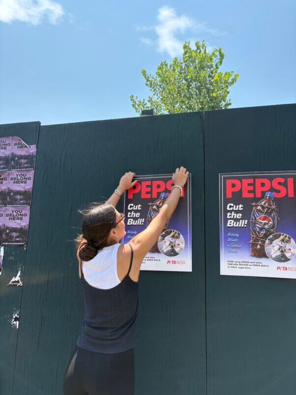 A PETA supporter putting up posters that are critical of Pepsi's treatment of bulls.