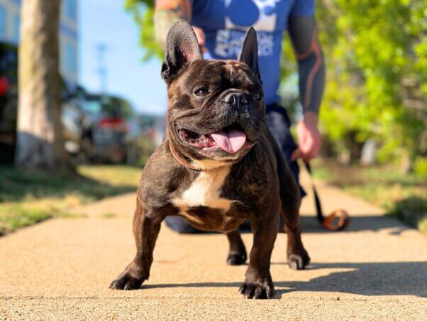 Pierre on a sidewalk