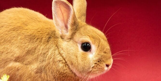 Orange rabbit against a reddish background