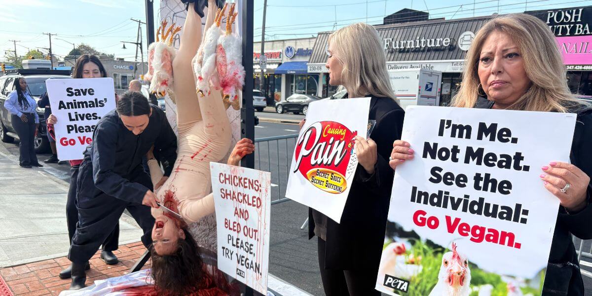 Demonstrators holding signs while a 'chicken' is butchered