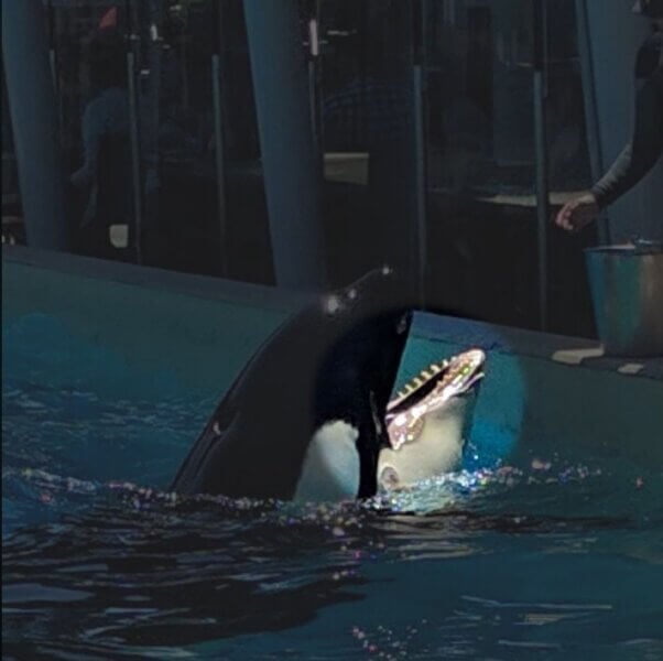 Kasatka with lesions