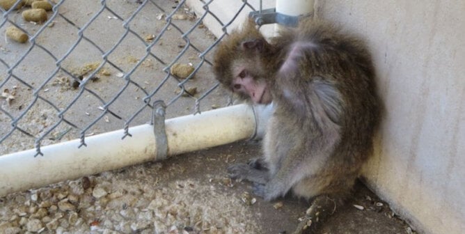 A languishing monkey in a filthy cage