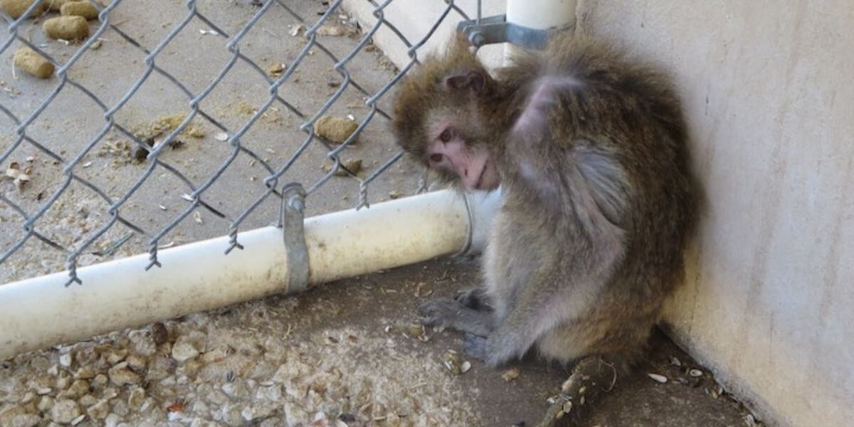 Report: Monkey Experimentation Industry Harbors Drug-Resistant, Diarrheal Disease