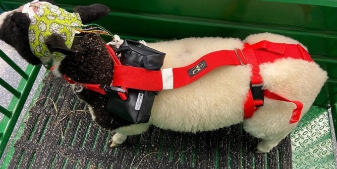 A sheep in a harness with wiring attached to their head
