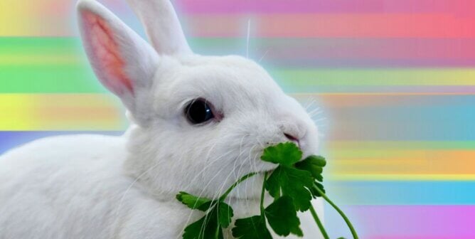 A white rabbit enjoying some greens