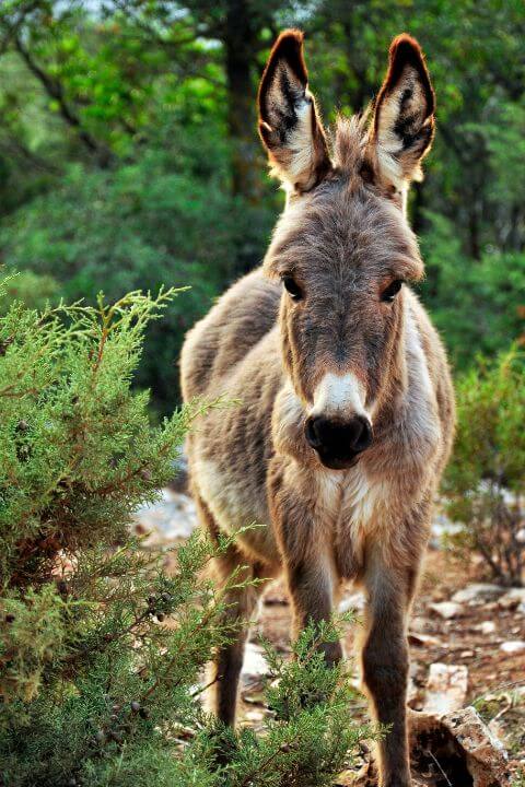 A donkey standing in a forest clearing