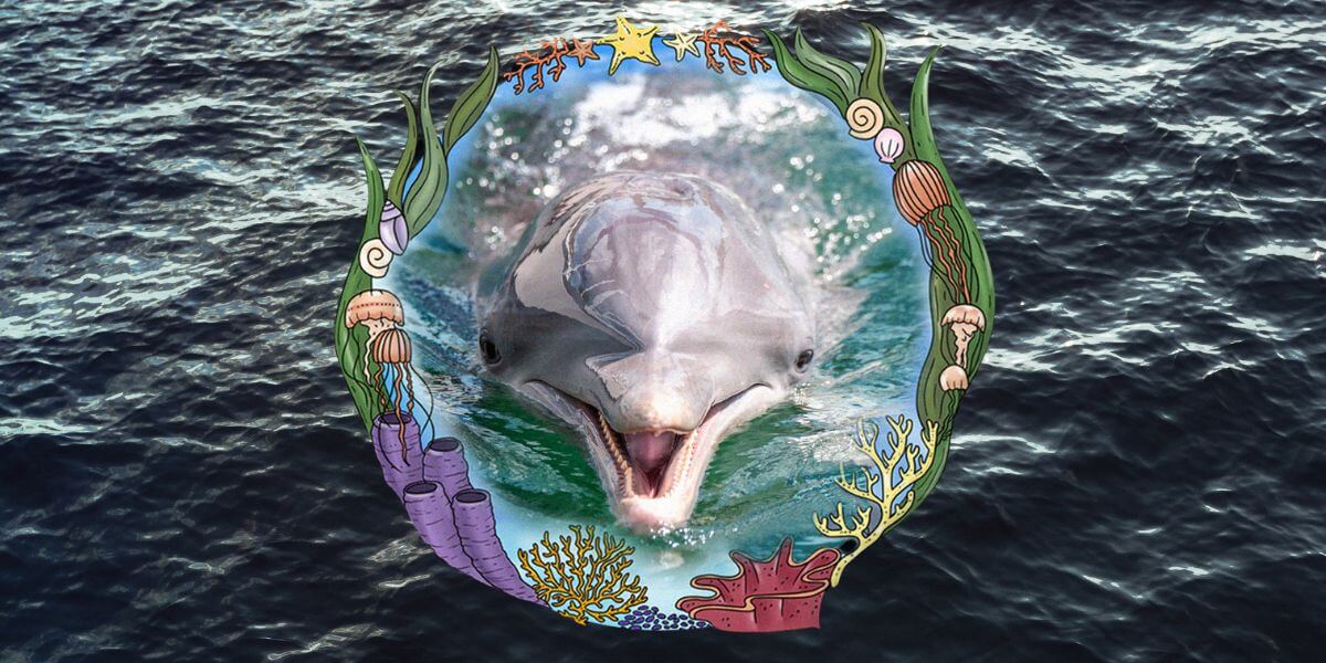 15-Year-Old Dolphin Dead at Florida Marine Park; Survivors MUST Be Sent to Sanctuary!