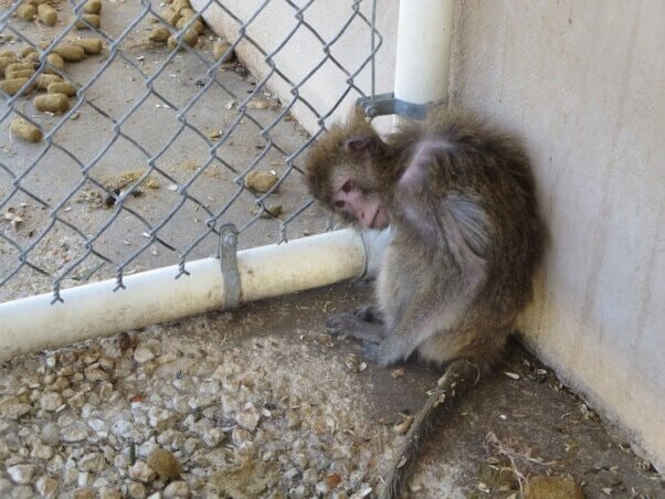 A languishing monkey in a filthy cage