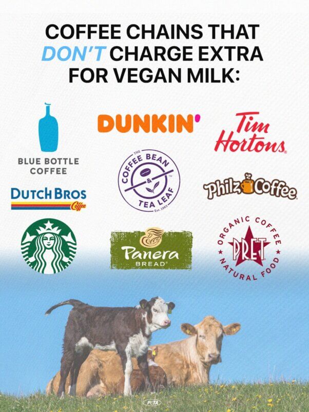 Coffee Chains that don't charge extra for vegan milk