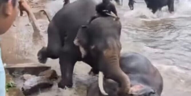 two elephants fighting in a river, one is lying on the ground