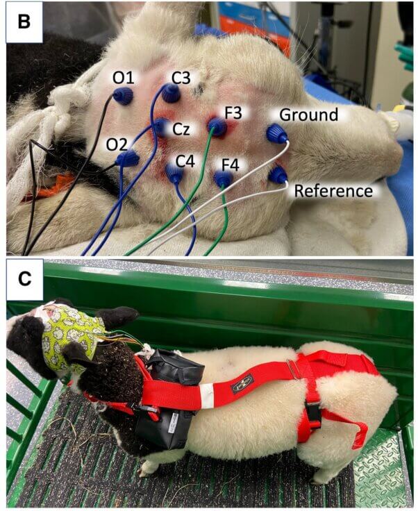 Figures of a sheep connected with wires