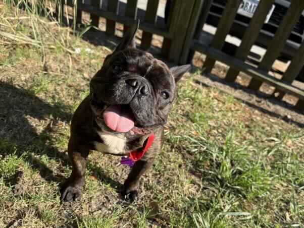 Pierre looking at the camera