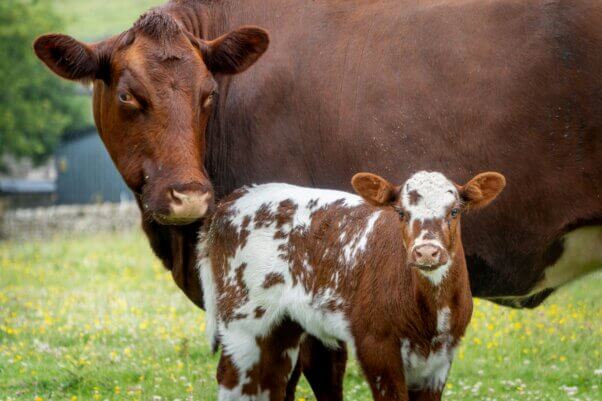 Mother cow with her baby