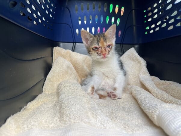 Sick kitten in carrier