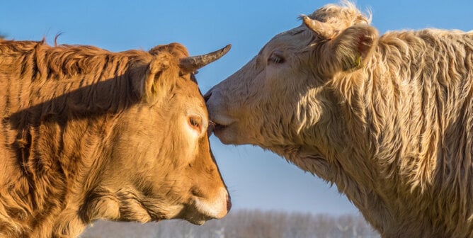 A close up of a young blond bull placing a kiss on the head of a young brown bull.