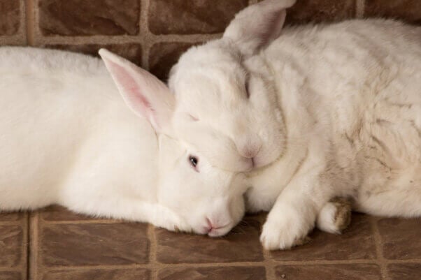 Two fluffy white rabbits, lying on the porch floor, with their faces together.