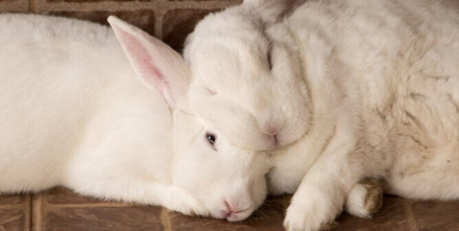 Two fluffy white rabbits, lying on the porch floor, with their faces together.