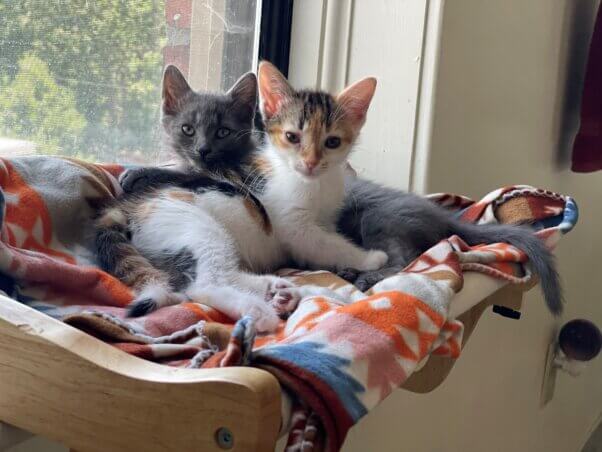 Two kittens resting next to a window