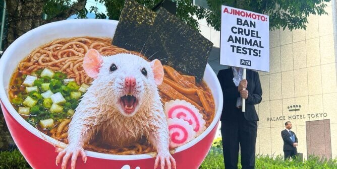 Ajinomoto demo