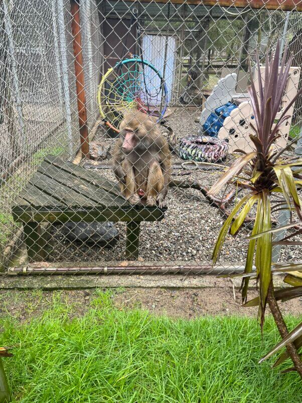 "Before" photo of baboon cage at West Coast Game Park Safari