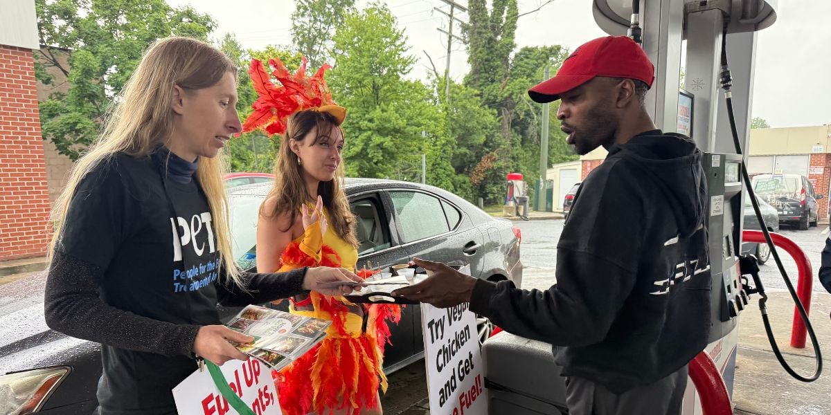 Demonstrators offering vegan chicken