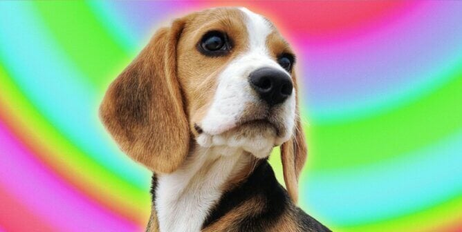 Beagle looking around