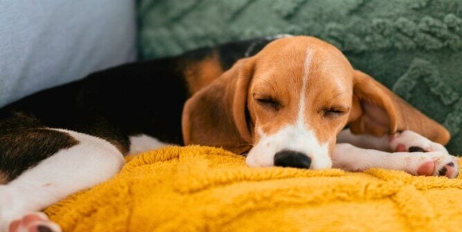 Beagle sleeping peacefully