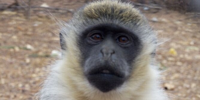 Bear, a vervet monkey rescued from West Coast Game Park